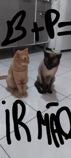 Gato raça Siamês idade 2 anos nome Pitoco