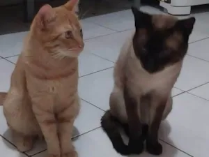 Gato raça Siamês idade 2 anos nome Pitoco