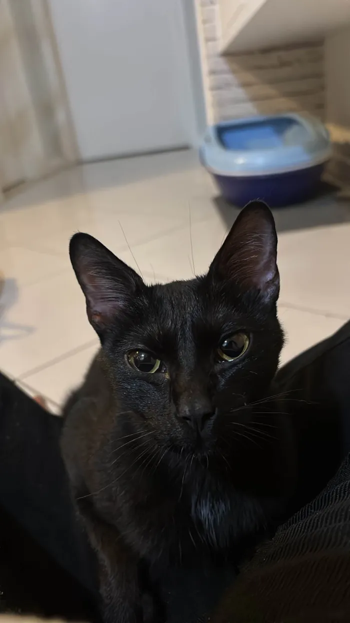 Gato ra a SRD-ViraLata idade 2 a 6 meses nome Sacola