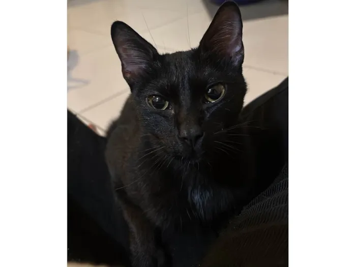 Gato ra a SRD-ViraLata idade 2 a 6 meses nome Sacola