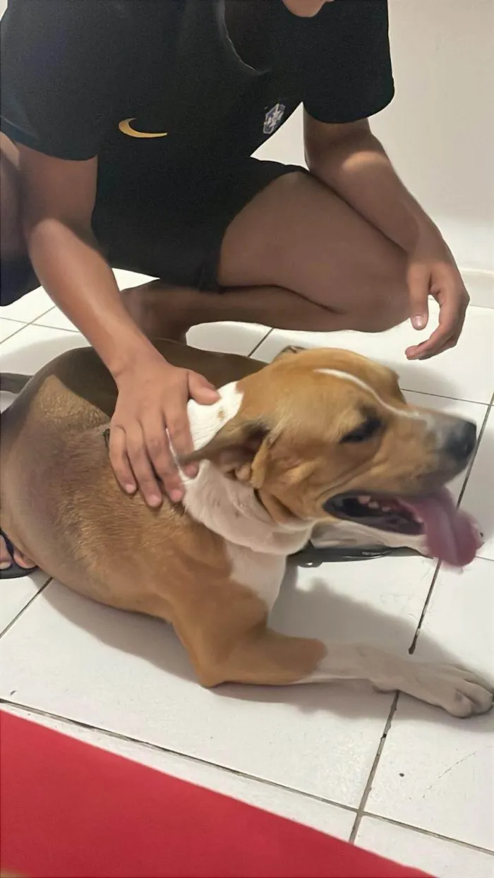 Cachorro ra a Pit-Bull idade 1 ano nome Thor