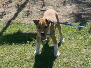 Cachorro raça Pit-Bull idade 1 ano nome Thor