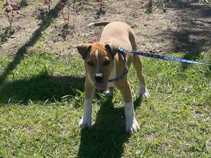 Cachorro ra a Pit-Bull idade 1 ano nome Thor