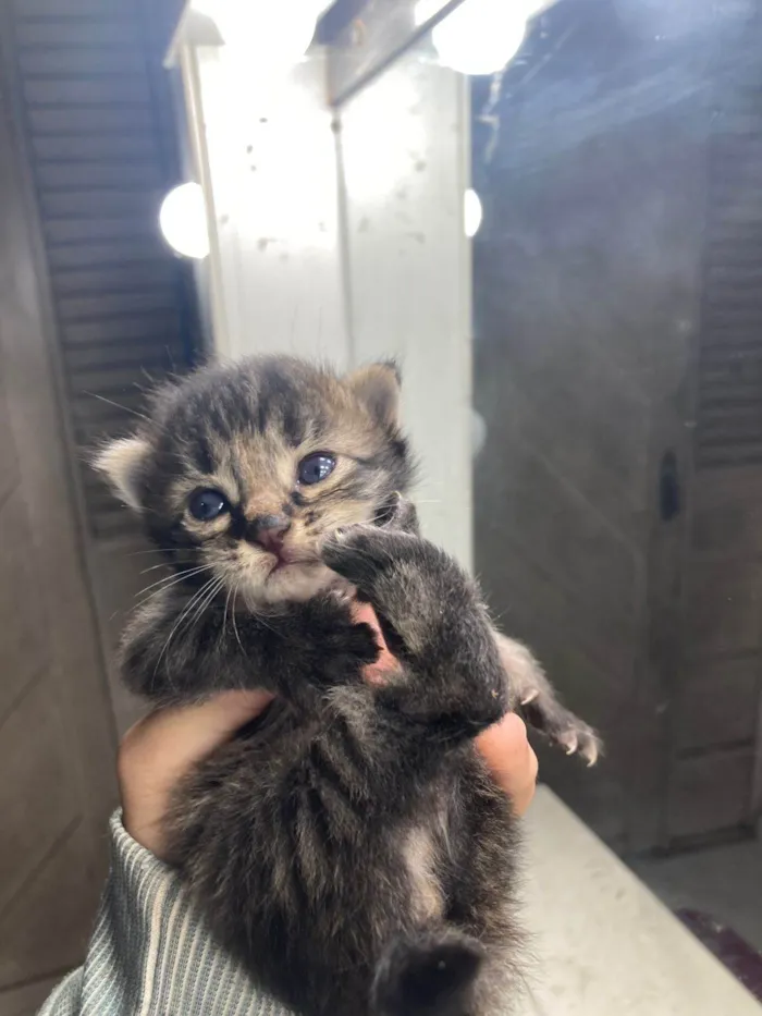 Gato ra a Exótico idade 2 a 6 meses nome Sem nome