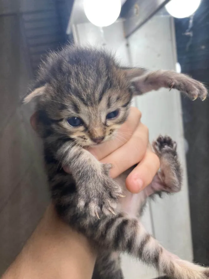 Gato ra a Exótico idade 2 a 6 meses nome Sem nome