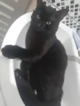 Sirius