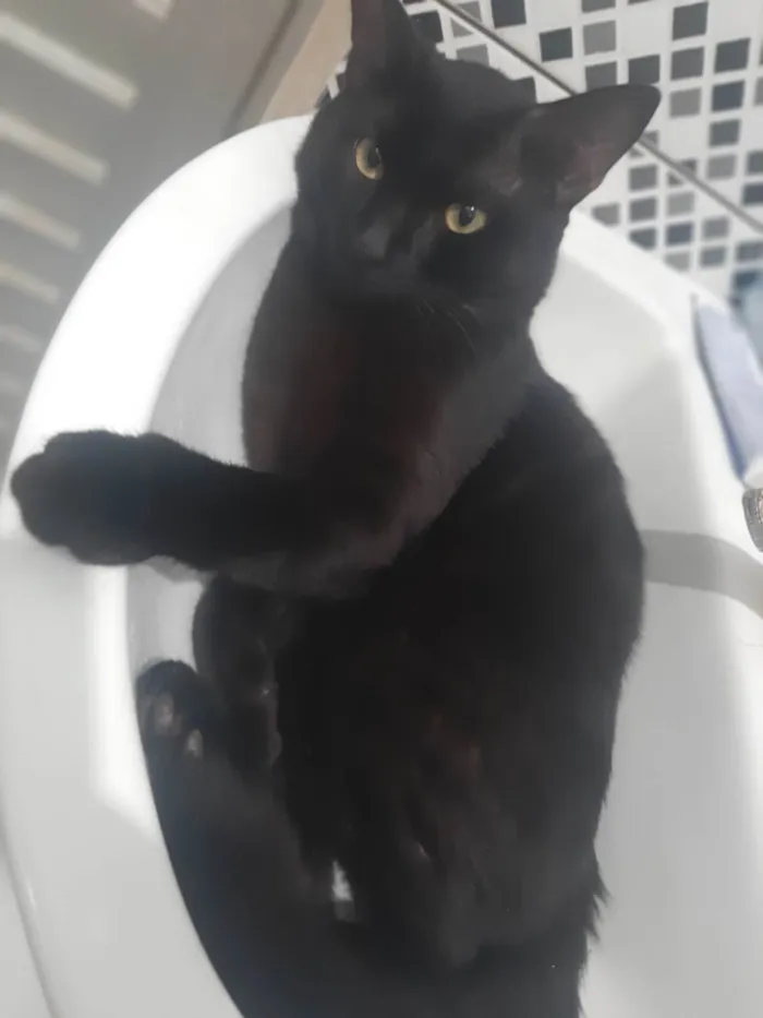 Gato ra a SRD-ViraLata idade 7 a 11 meses nome Sirius