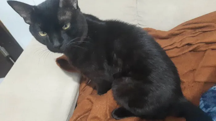 Gato ra a SRD-ViraLata idade 7 a 11 meses nome Sirius