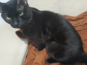 Gato raça SRD-ViraLata idade 7 a 11 meses nome Sirius