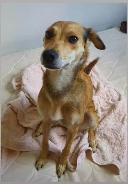 Cachorro ra a SRD-ViraLata idade 6 ou mais anos nome Sol