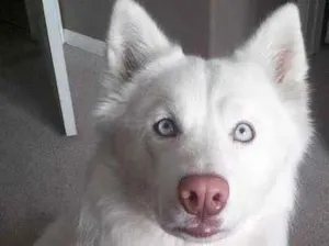Cachorro raça Husky Siberiano idade 1 ano nome benjamim