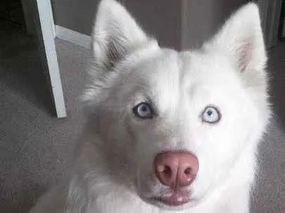 Cachorro raça Husky Siberiano idade 1 ano nome benjamim