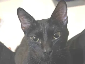 Gato raça SRD-ViraLata idade 2 a 6 meses nome Sacola
