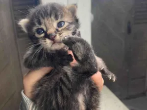 Gato raça Exótico idade 2 a 6 meses nome Sem nome