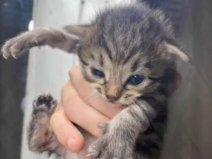 Gato raça Exótico idade 2 a 6 meses nome Sem nome