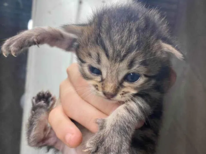 Gato ra a Exótico idade 2 a 6 meses nome Sem nome