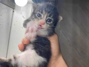 Gato raça Exótico idade 2 a 6 meses nome Sem nome