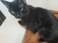 Sirius