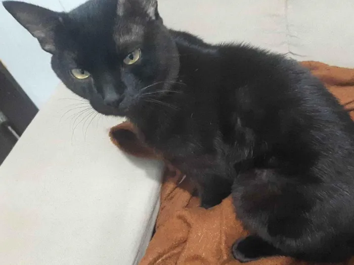 Gato ra a SRD-ViraLata idade 7 a 11 meses nome Sirius