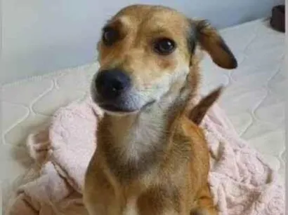 Cachorro raça SRD-ViraLata idade 6 ou mais anos nome Sol