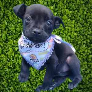 Cachorro raça SRD-ViraLata idade 2 a 6 meses nome Luisinho 