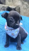 Luisinho 