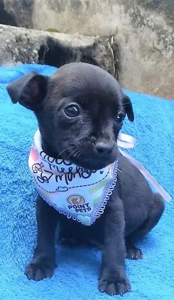 Cachorro ra a SRD-ViraLata idade 2 a 6 meses nome Luisinho 