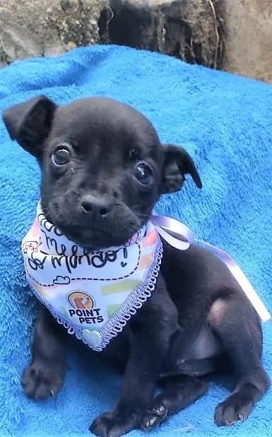 Cachorro ra a SRD-ViraLata idade 2 a 6 meses nome Luisinho 