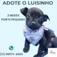 Luisinho 