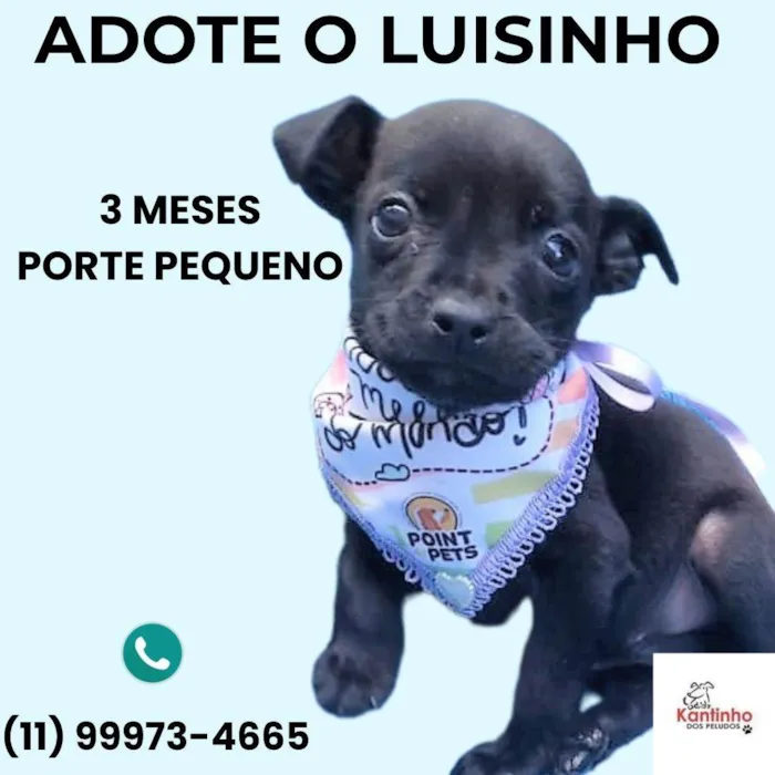 Cachorro ra a SRD-ViraLata idade 2 a 6 meses nome Luisinho 