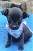 Luisinho 