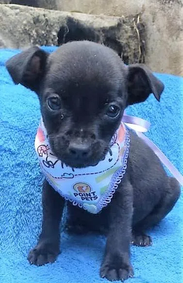 Cachorro ra a SRD-ViraLata idade 2 a 6 meses nome Luisinho 