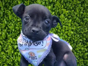 Cachorro raça SRD-ViraLata idade 2 a 6 meses nome Luisinho 