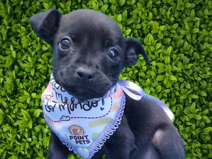 Cachorro ra a SRD-ViraLata idade 2 a 6 meses nome Luisinho 