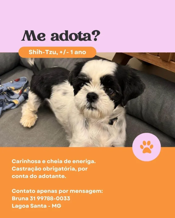 Cachorro ra a Shitzu idade 1 ano nome Mary