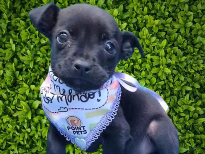 Cachorro ra a SRD-ViraLata idade 2 a 6 meses nome Luisinho 