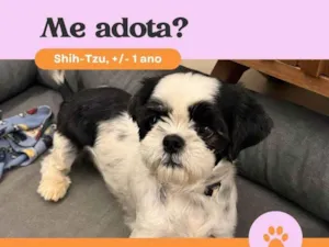 Cachorro raça Shitzu idade 1 ano nome Mary