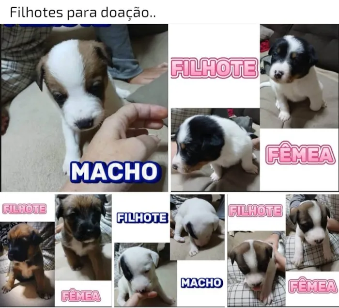 Cachorro ra a SRD-ViraLata idade Abaixo de 2 meses nome VIVIANE APARECIDA AVEIRO