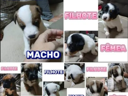 Cachorro raça SRD-ViraLata idade Abaixo de 2 meses nome VIVIANE APARECIDA AVEIRO