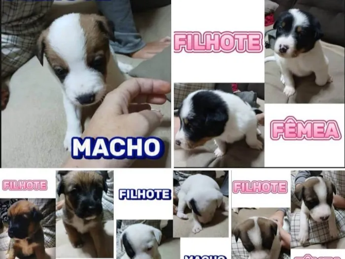Cachorro ra a SRD-ViraLata idade Abaixo de 2 meses nome VIVIANE APARECIDA AVEIRO
