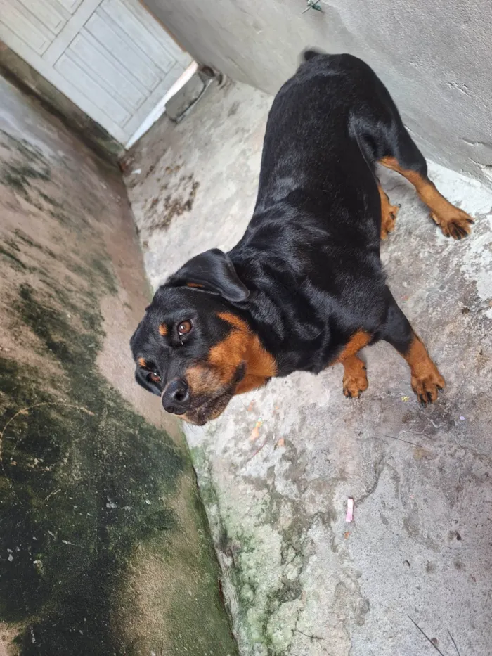 Cachorro ra a Rottweiler idade 1 ano nome Pandora