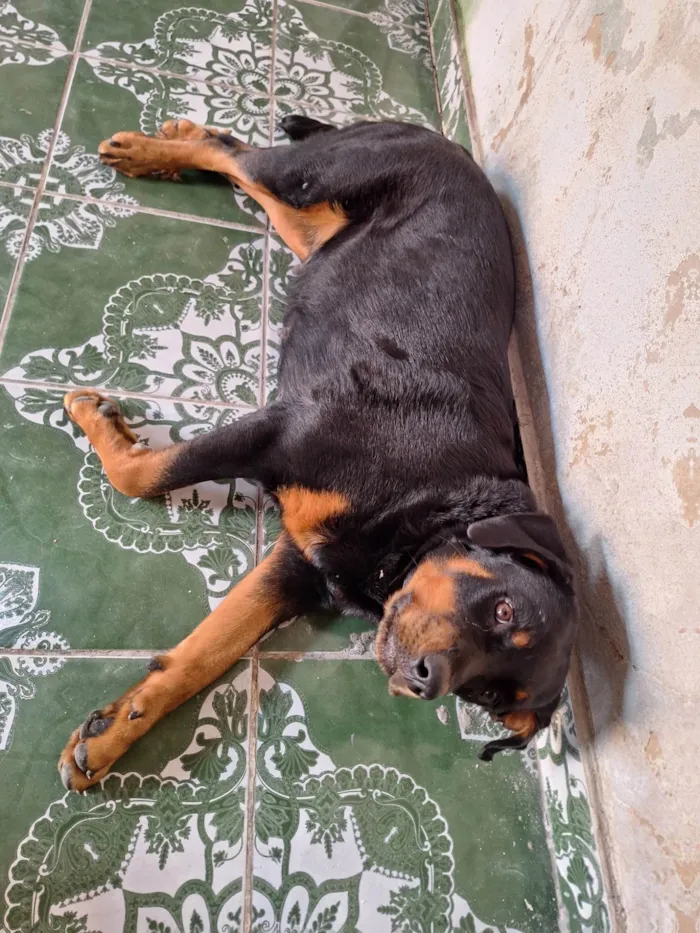 Cachorro ra a Rottweiler idade 1 ano nome Pandora
