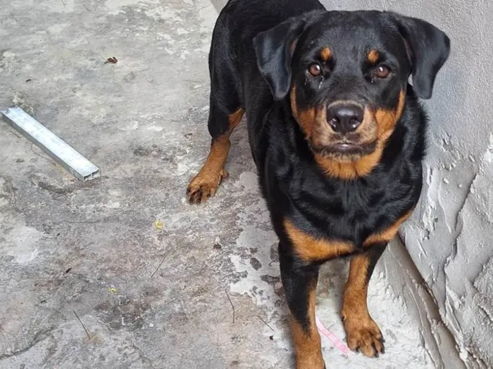 Cachorro ra a Rottweiler idade 1 ano nome Pandora