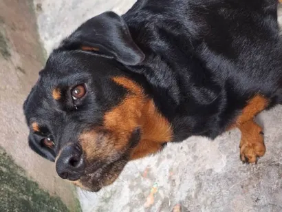 Cachorro raça Rottweiler idade 1 ano nome Pandora