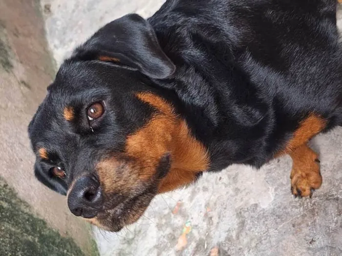 Cachorro ra a Rottweiler idade 1 ano nome Pandora
