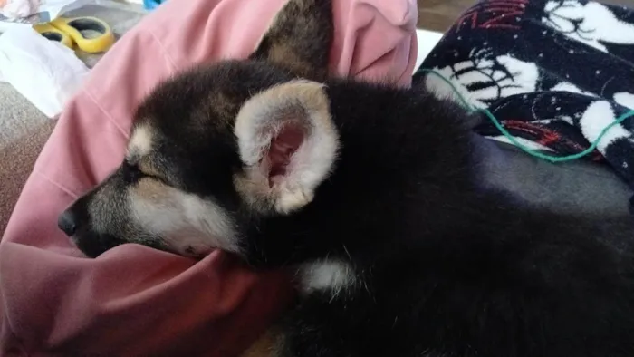 Cachorro ra a Pastor Alemão idade 2 a 6 meses nome Scooby