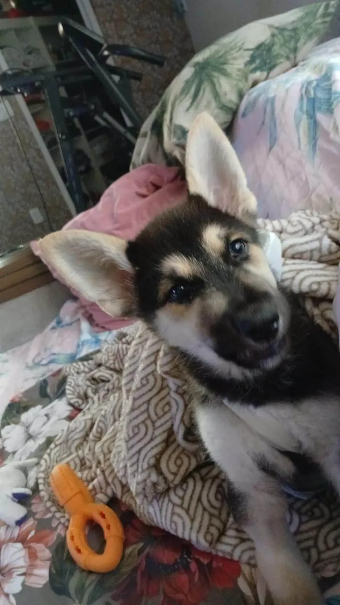 Cachorro ra a Pastor Alemão idade 2 a 6 meses nome Scooby