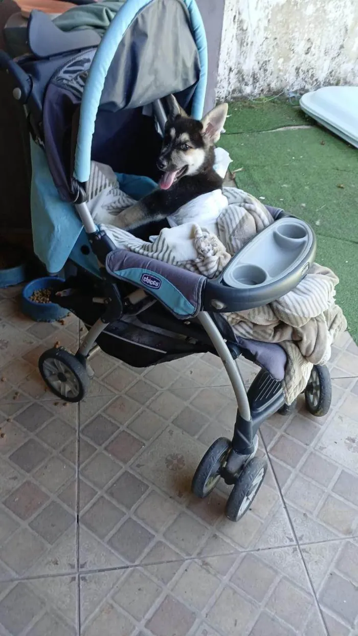 Cachorro ra a Pastor Alemão idade 2 a 6 meses nome Scooby