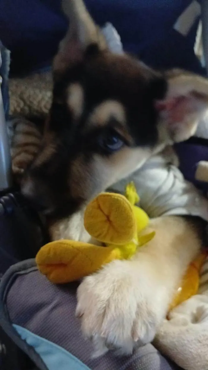 Cachorro ra a Pastor Alemão idade 2 a 6 meses nome Scooby