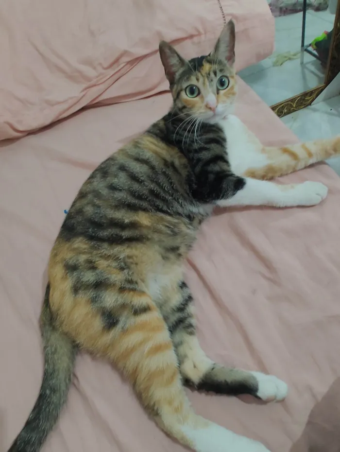 Gato ra a SRD-ViraLata idade 1 ano nome Sol Maria 